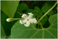 Trichosanthes cucumerina